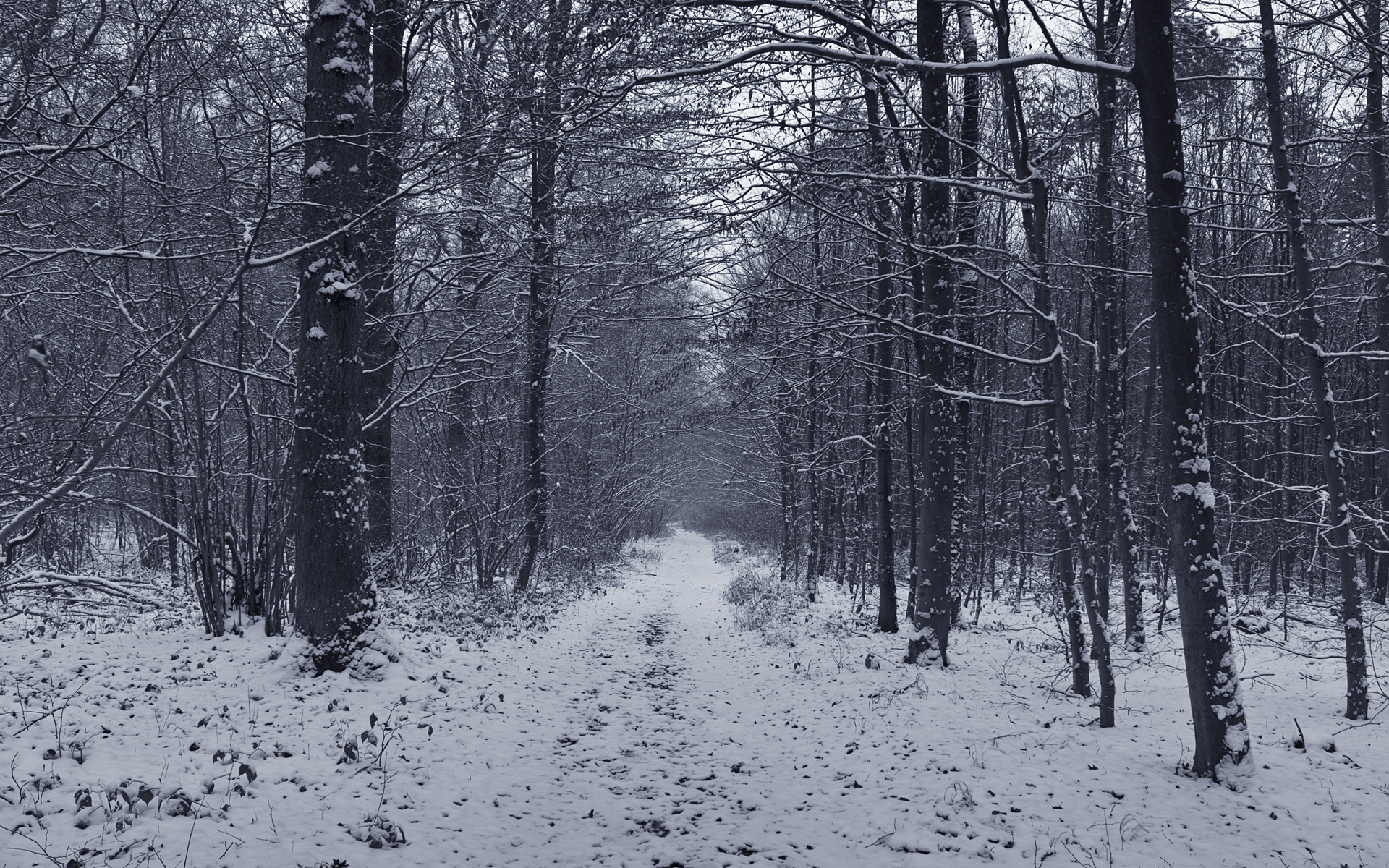 Grey Forest Wallpaper - HD Wallpaper 