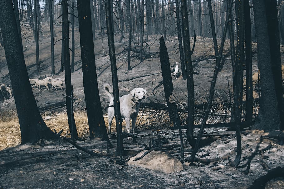 Grey Dog Walking On Burnt Forest Trees, Land, Trunk, - Grove - HD Wallpaper 
