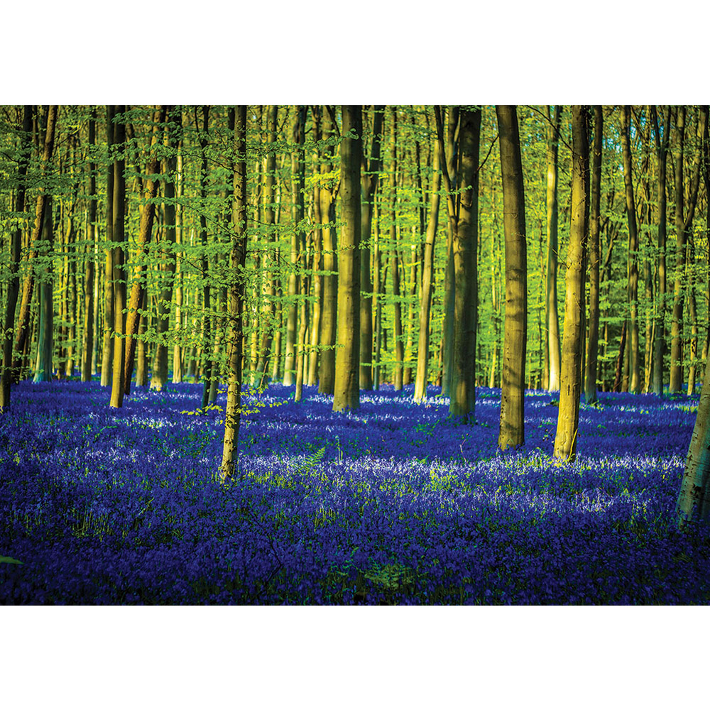 Woodland Scene Wallpaper - HD Wallpaper 