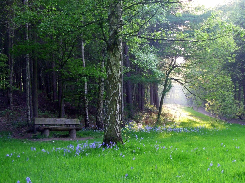 Woodland Scene Newmillerdam - Grove - HD Wallpaper 