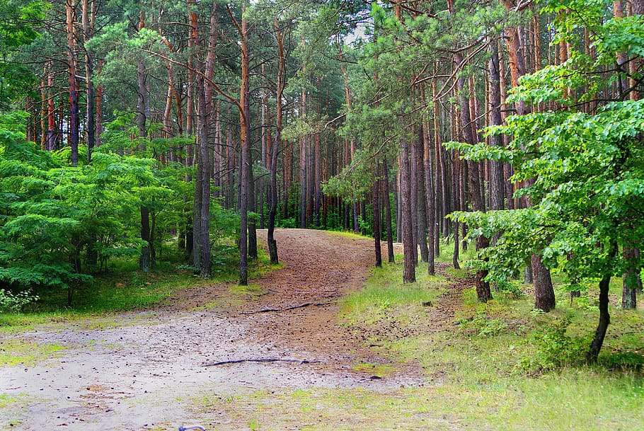 Forest, Mixed, Pine, Deciduous, Tree, Landscape, Beauty, - Grove - HD Wallpaper 