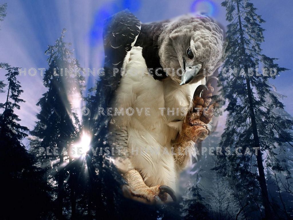 Predator Grey Forest Trees Brown Blue Prey - Happy Winter Solstice Festival - HD Wallpaper 