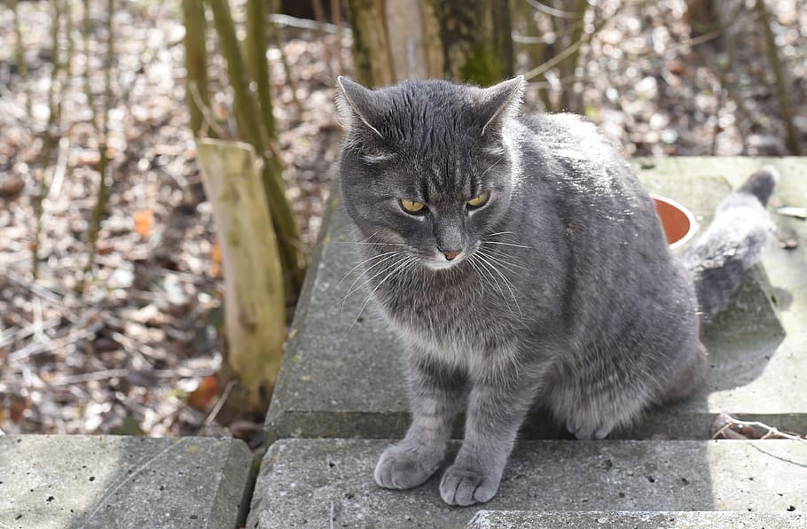 Cat, Grey, Forest, Concrete, Domestic, Domestic Animals, - Grå Kat - HD Wallpaper 