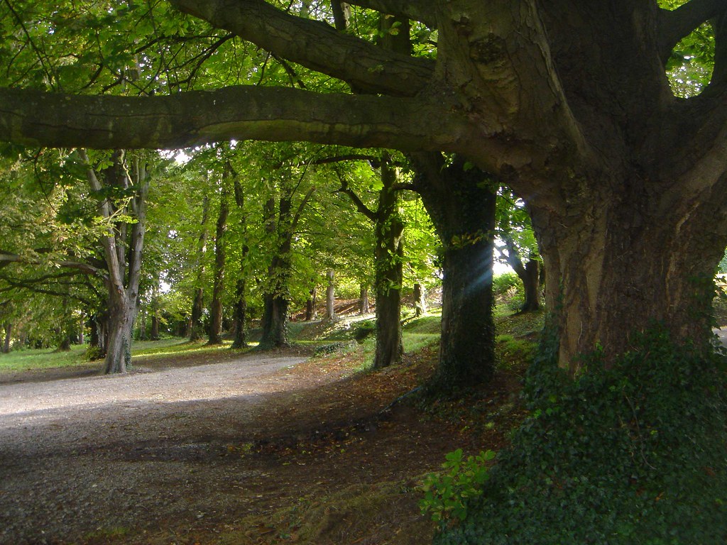 Grove - HD Wallpaper 