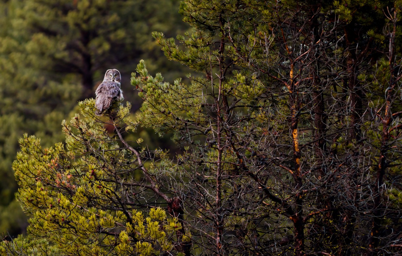 Photo Wallpaper Forest, Trees, Owl, Wildlife, Great - Shortleaf Black Spruce - HD Wallpaper 