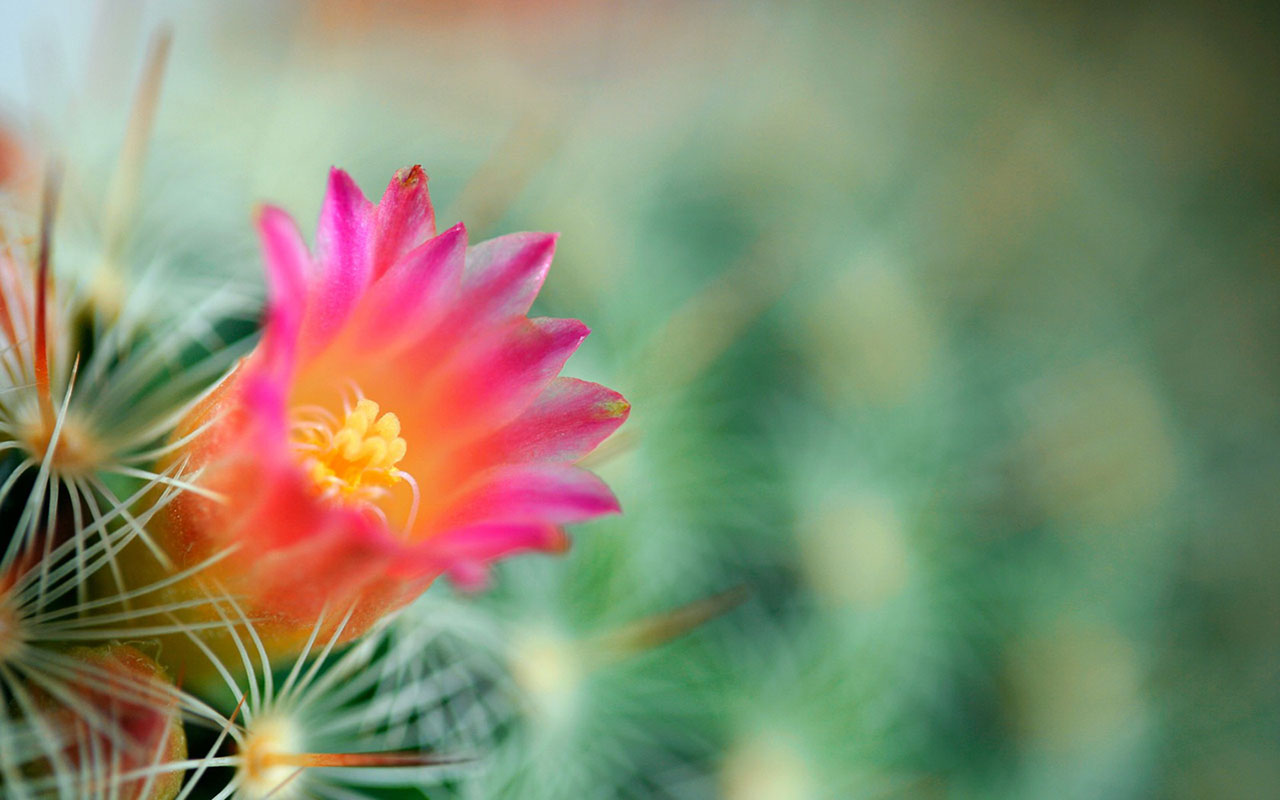 Images About Wallpaper On Pinterest Woodland Creatures - Cactus Flower Background - HD Wallpaper 