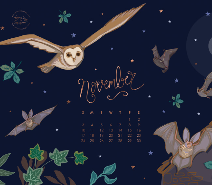 Picture - Barn Owl - HD Wallpaper 