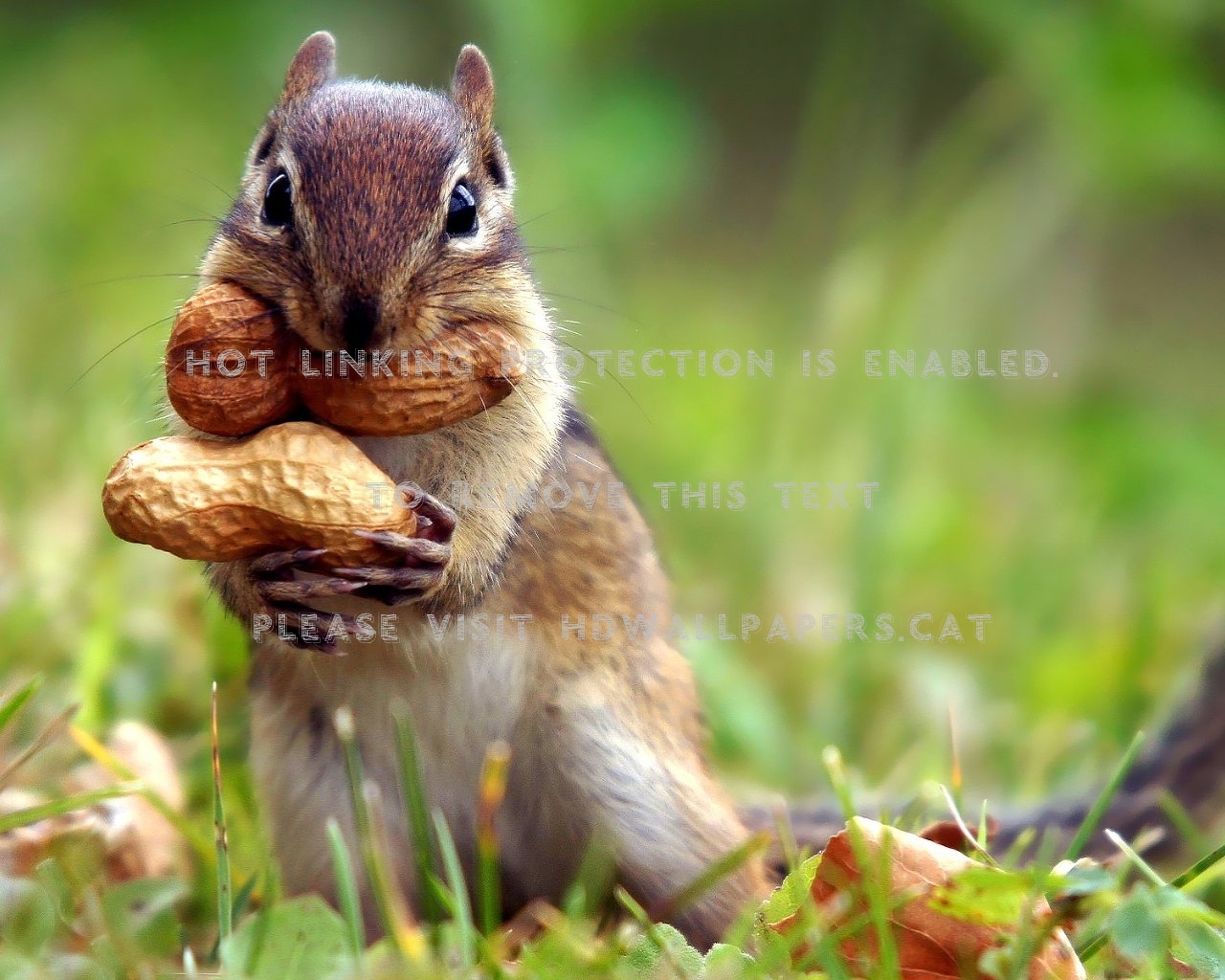 Grocery Shopping Seasons Woodland Creatures - Squirrel And Monkey Nuts - HD Wallpaper 