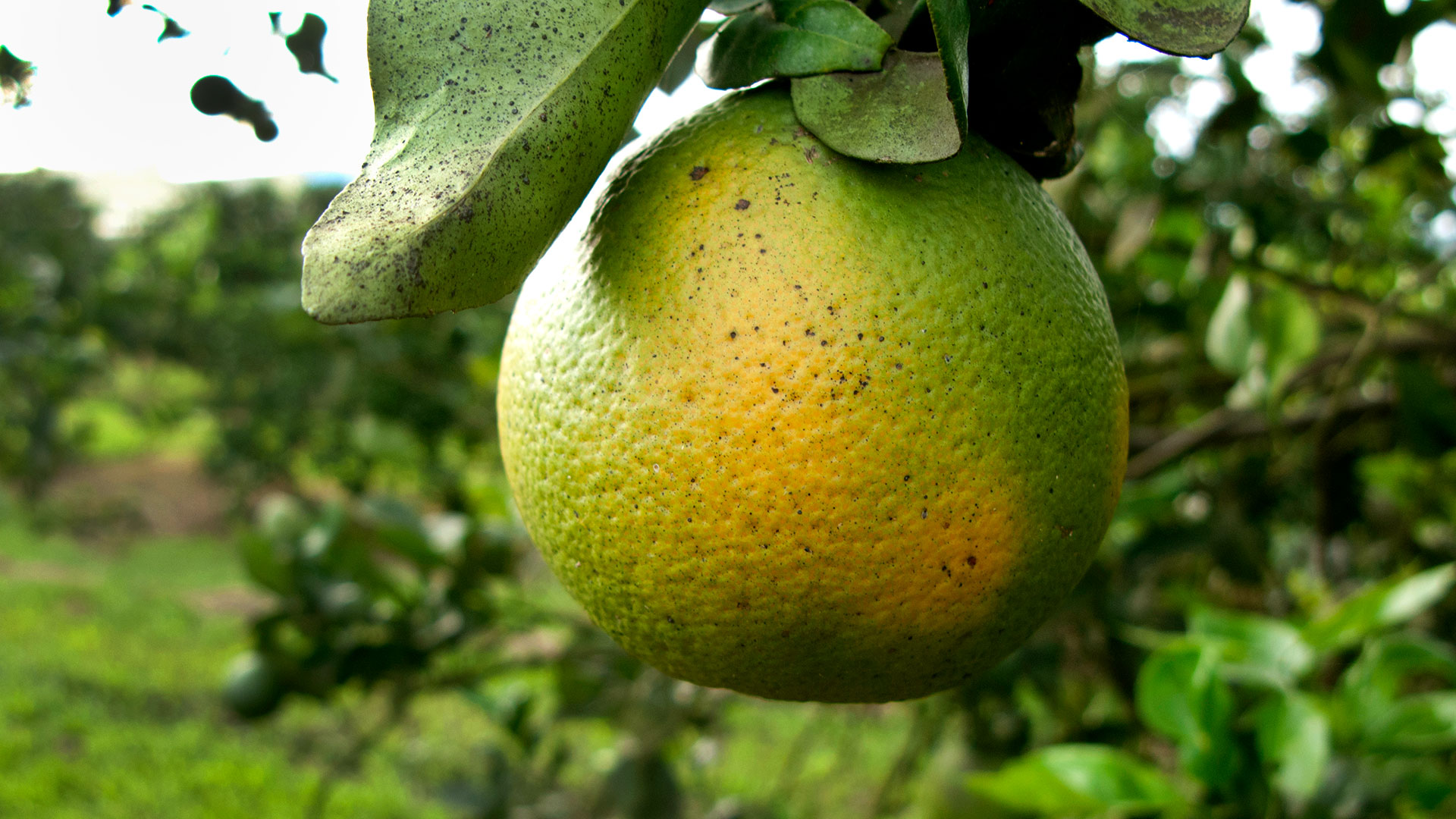 Citrus Greening Disease Fruit - HD Wallpaper 