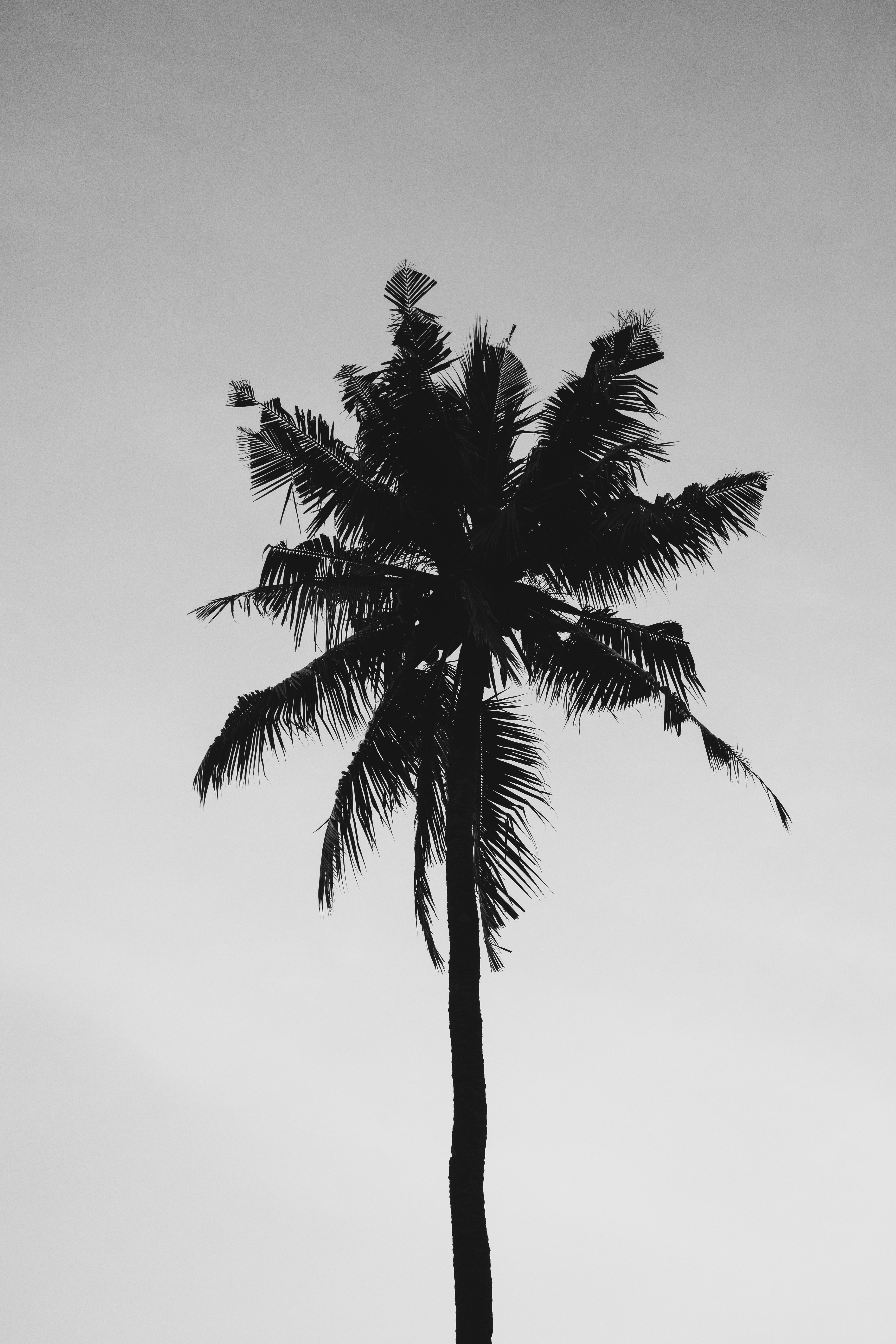 Palm Tree Wallpaper Iphone - HD Wallpaper 