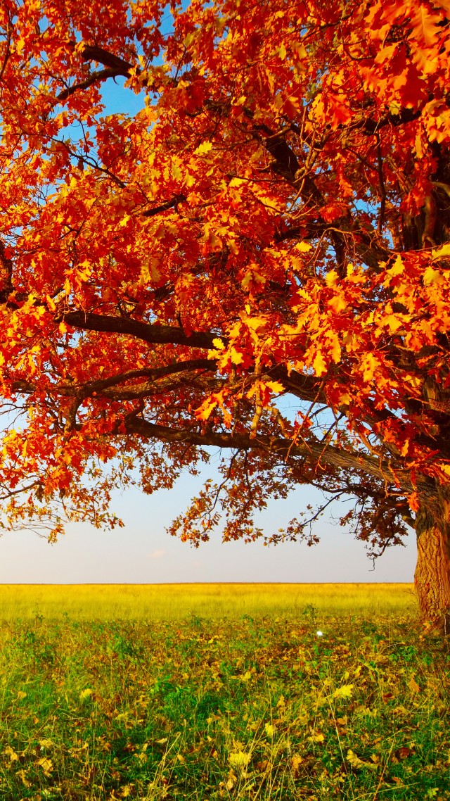 Autumn, Tree, Leaves, Field, Grass, 8k - Fall Foliage Facebook Covers - HD Wallpaper 