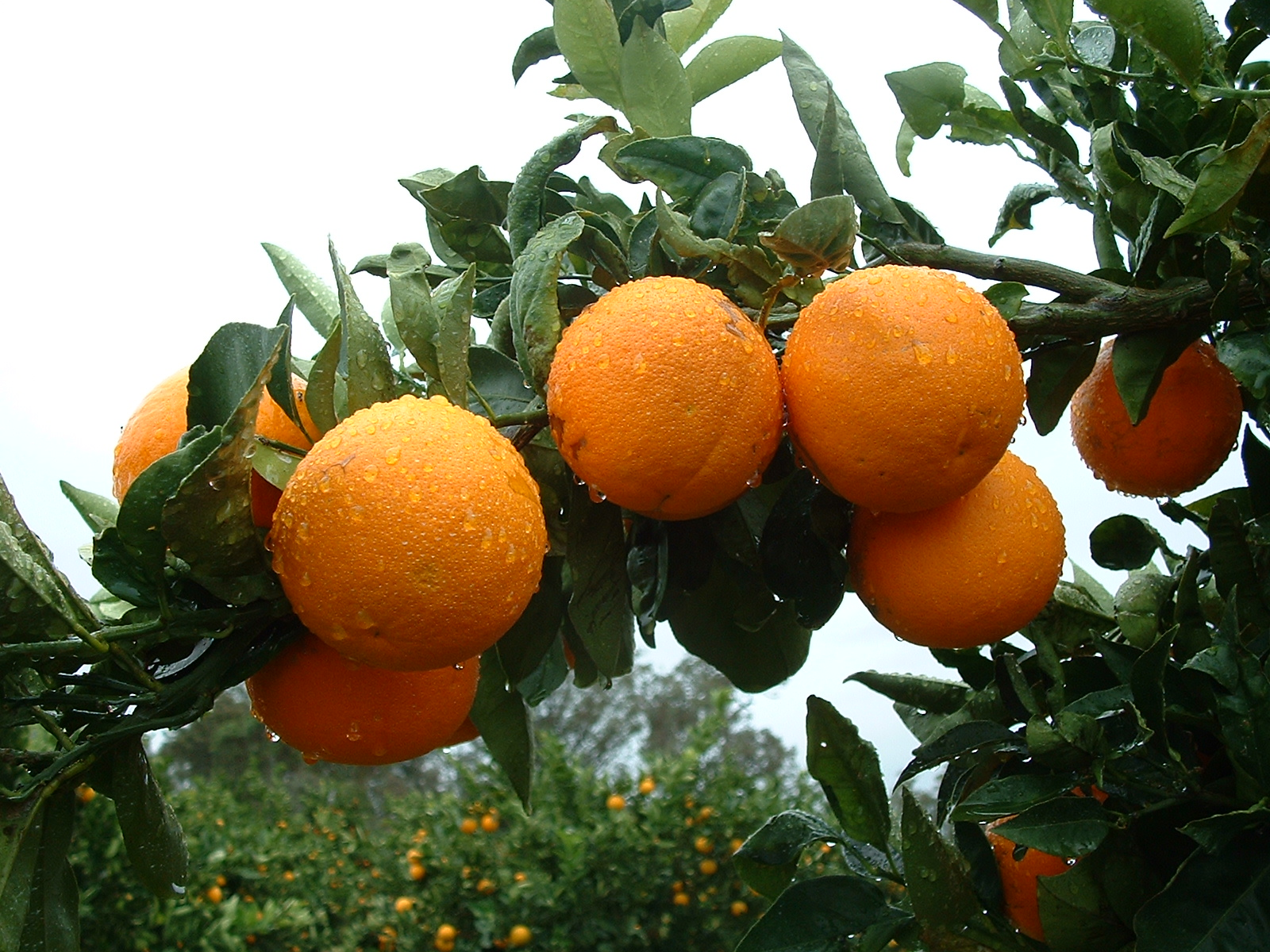 Orange Crop Hanging On Tree At Harvey - HD Wallpaper 