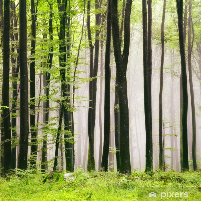 Cuadros Con De Arboles Negros - HD Wallpaper 