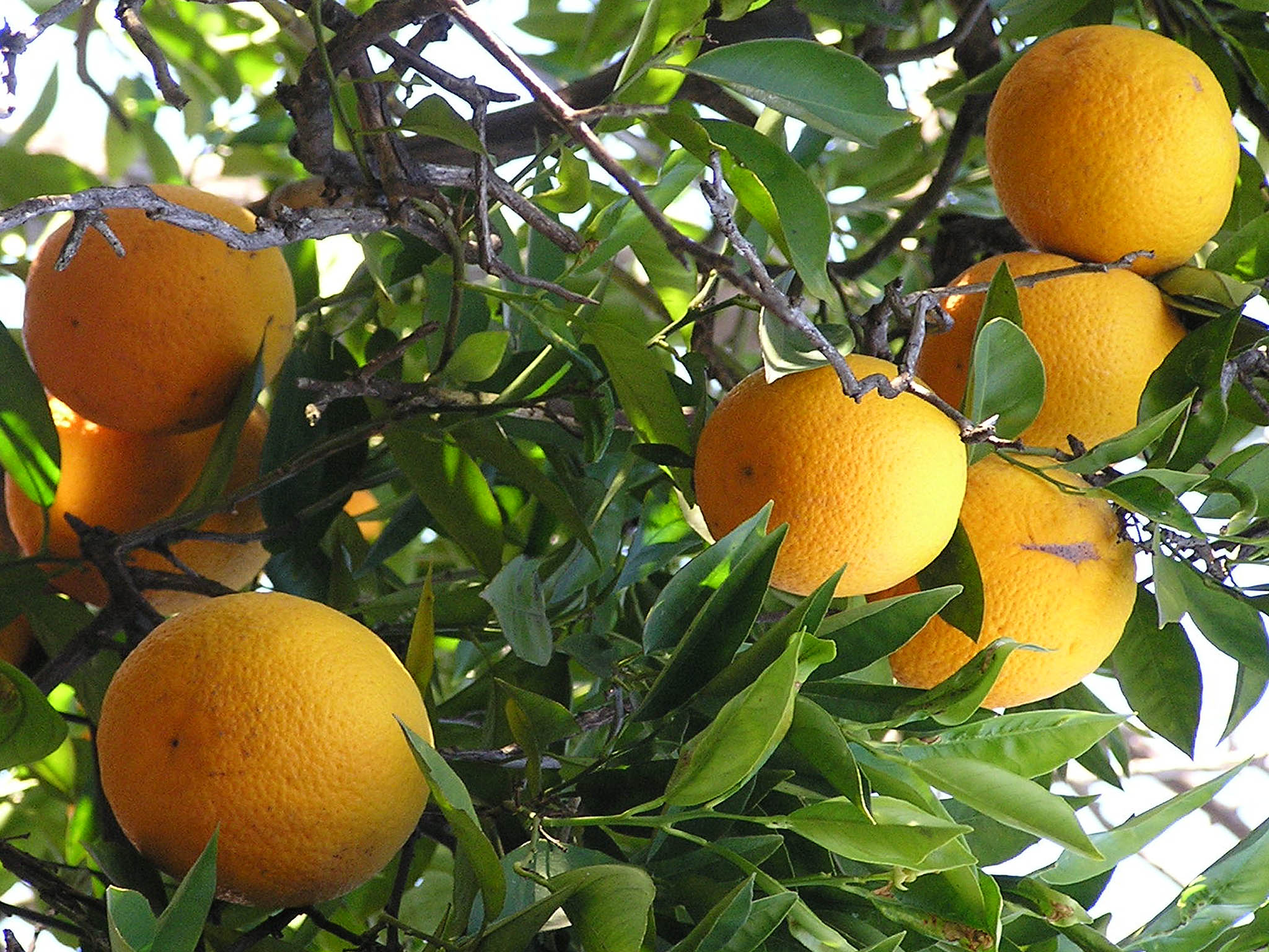 Isaiah 32 17 - HD Wallpaper 