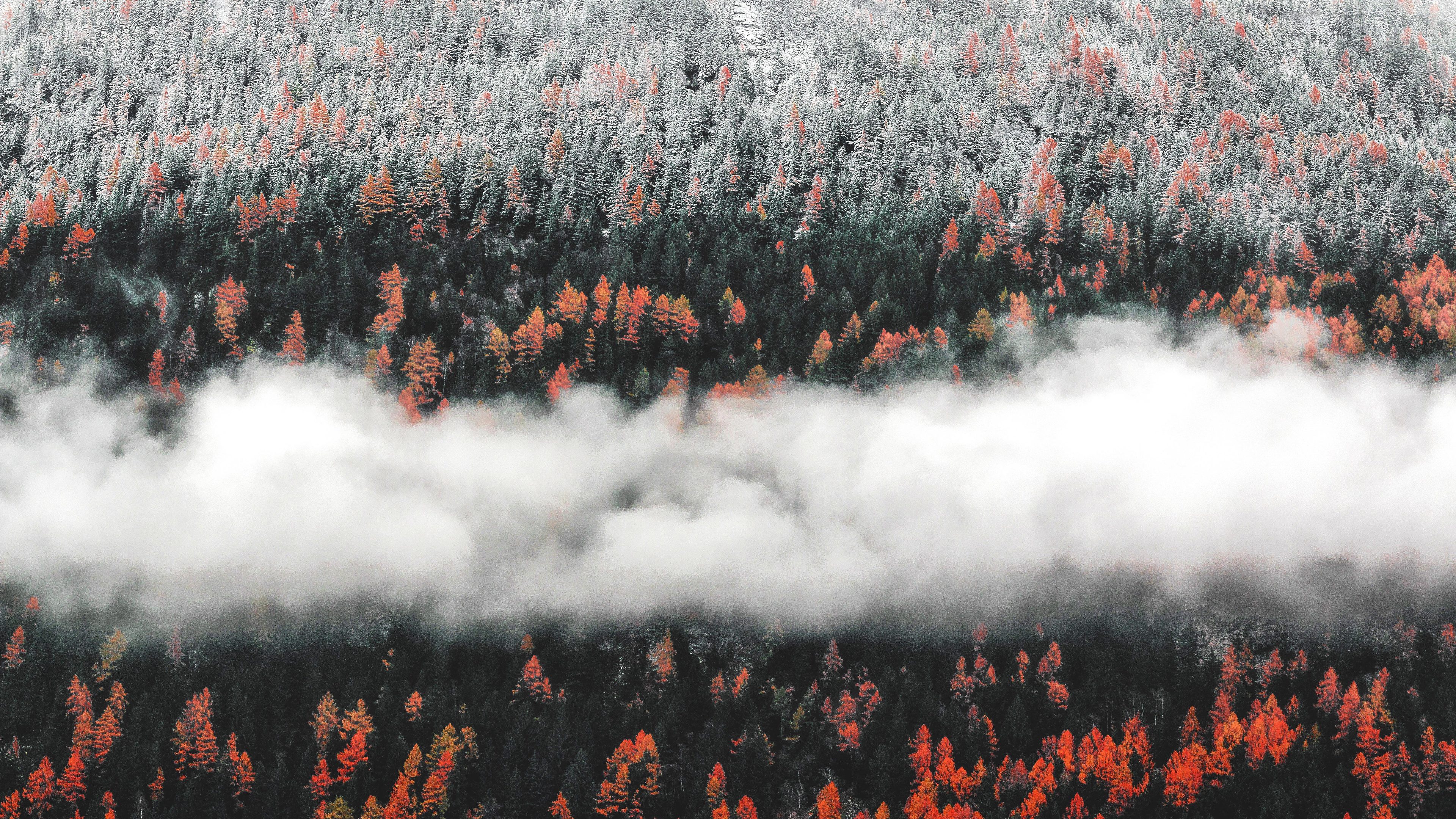 Orange Tress Autumn Forest Landscape Mist Scenic Nature - HD Wallpaper 