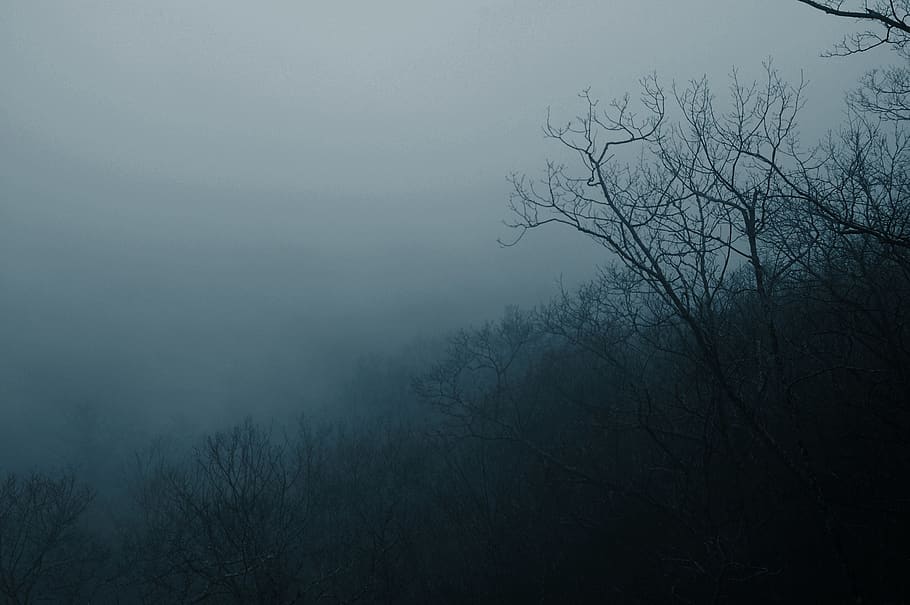 United States, Cashiers, Forest, Valley, Mist, Misty - HD Wallpaper 