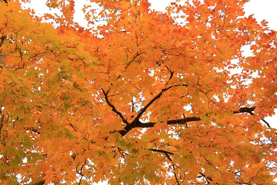 Backround, Wallpaper, Tree, Autumn, Leaves, Orange, - HD Wallpaper 
