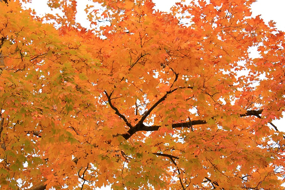 Backround, Wallpaper, Tree, Autumn, Leaves, Orange, - HD Wallpaper 