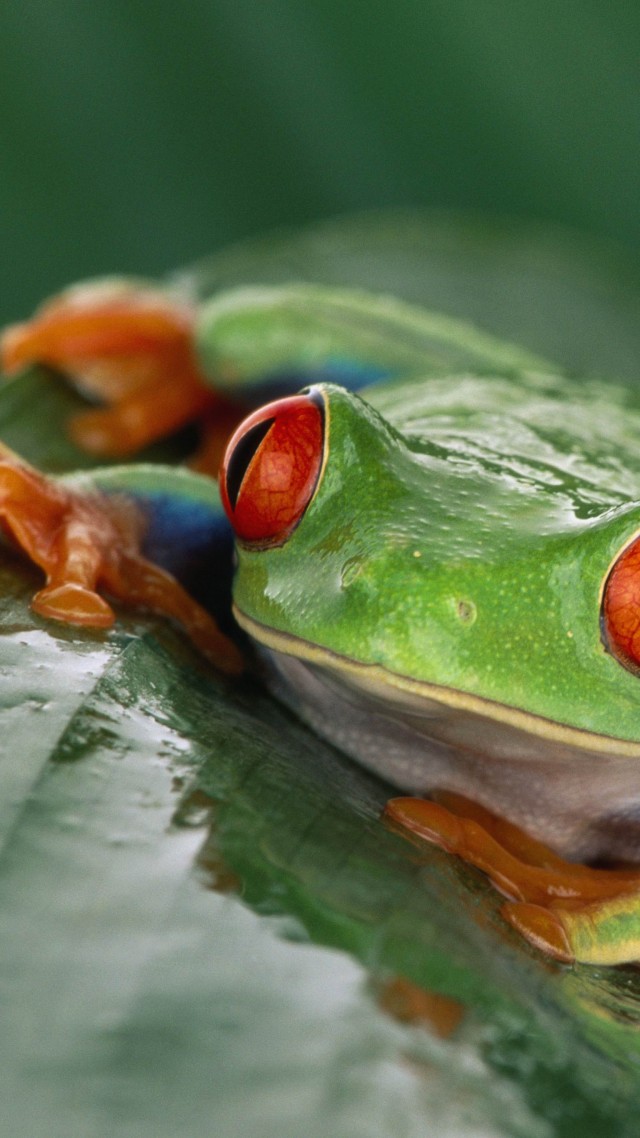 Tree Frog, Costa Rica, Green, Orange, Tropical, Exotic, - Animals Costa Rica Vertical - HD Wallpaper 