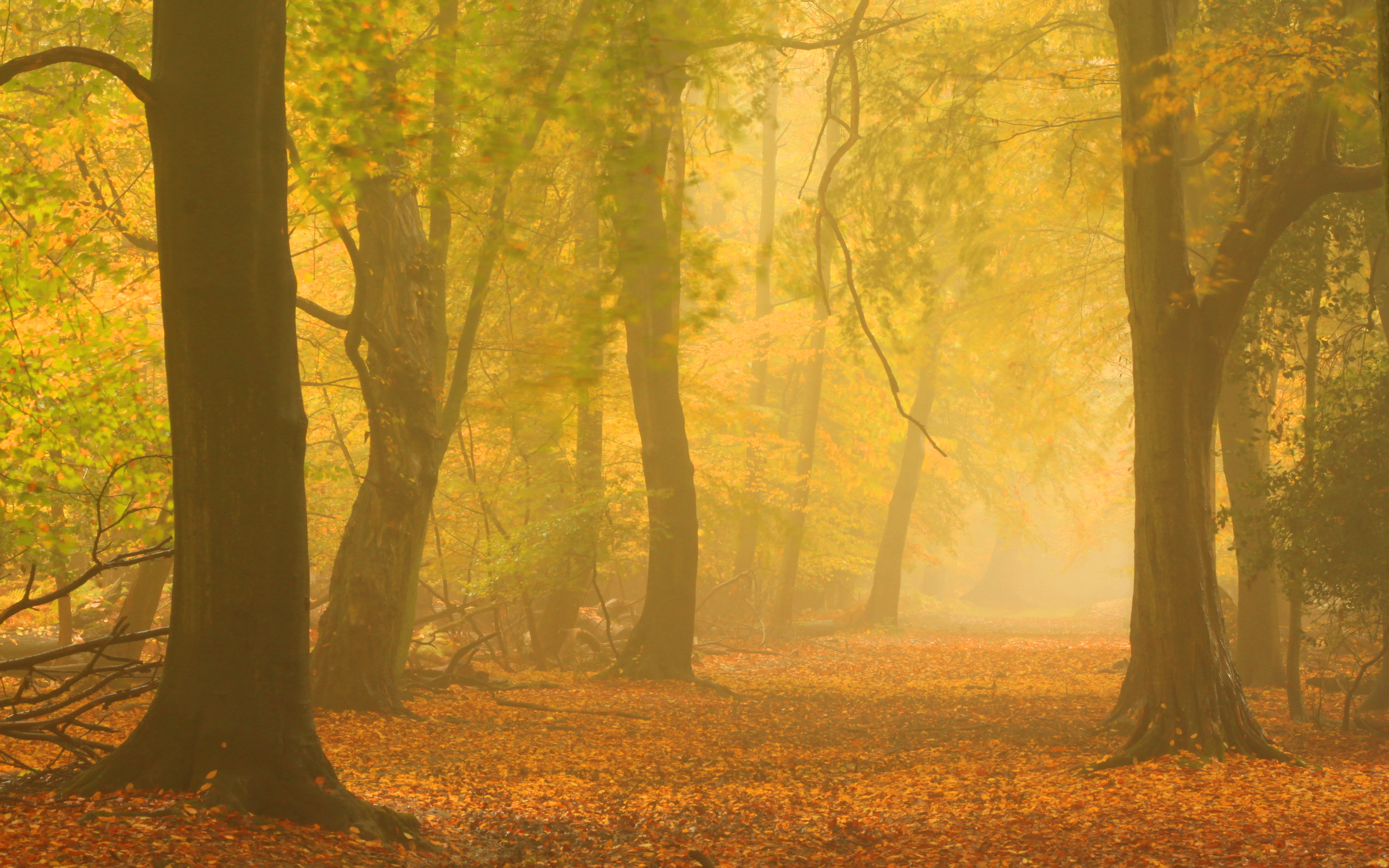 Misty Autumn Wallpaper Desktop - HD Wallpaper 