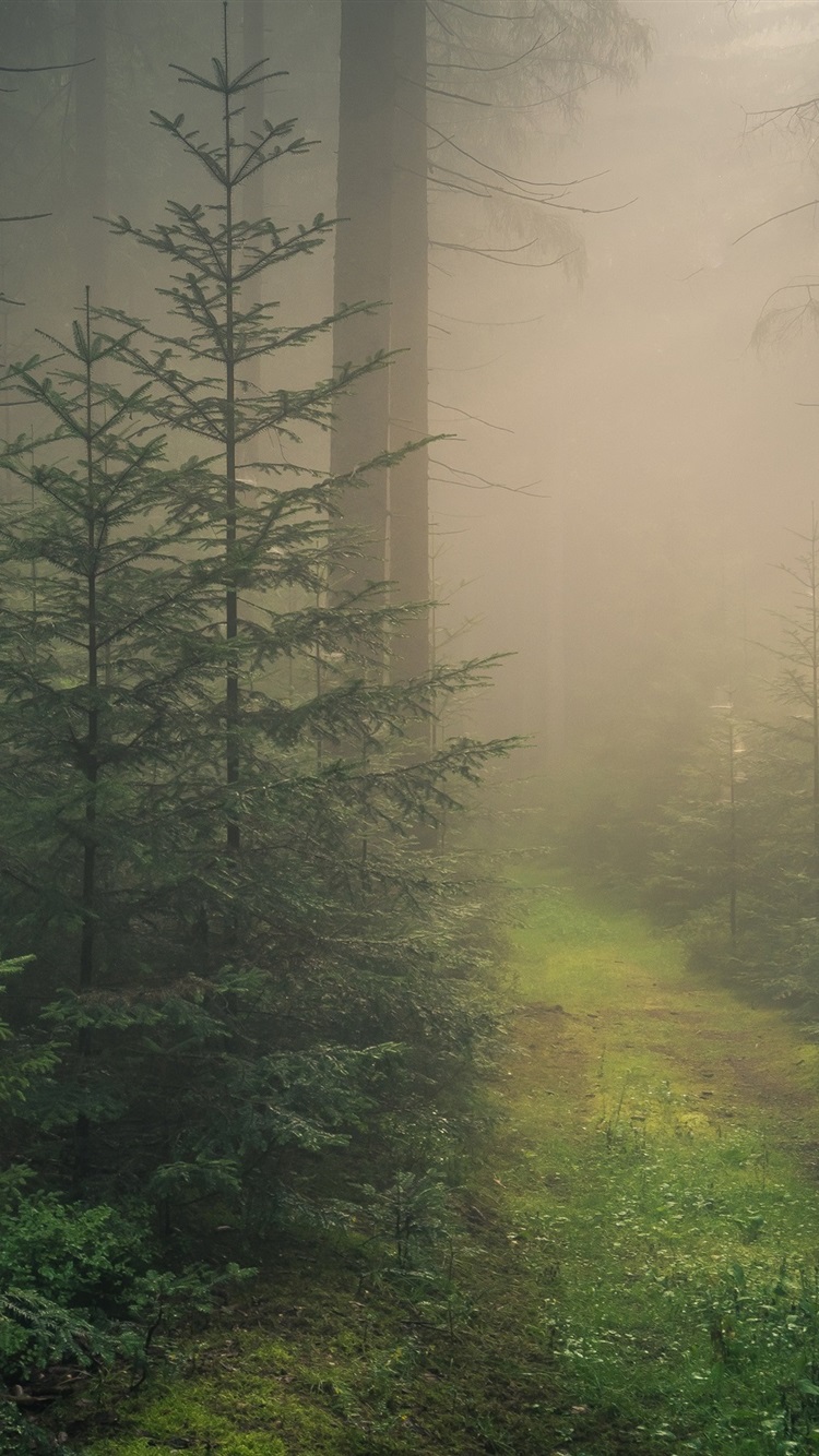 Iphone Wallpaper Baden-wurttemberg, Black Forest, Fog, - Black Forest Germany Iphone - HD Wallpaper 