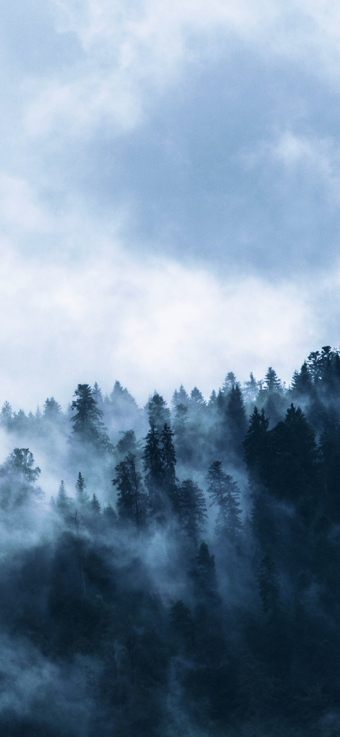 Fog, Misty Day, Forest, Horizon, Wallpaper - 1125x2436 Wallpaper 