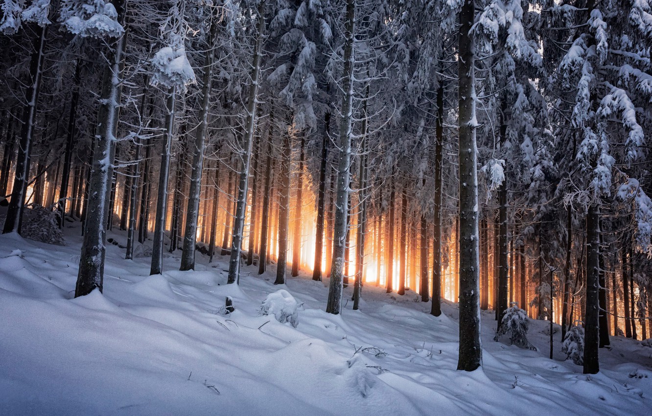 Photo Wallpaper Winter, Forest, Germany, Black Forest - Winter Forest Fb Cover - HD Wallpaper 