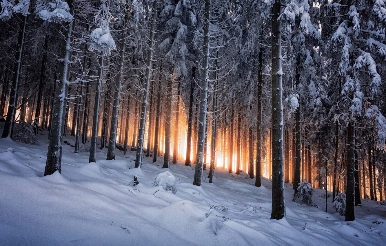 Photo Wallpaper Winter, Forest, Germany, Black Forest - Winter Forest