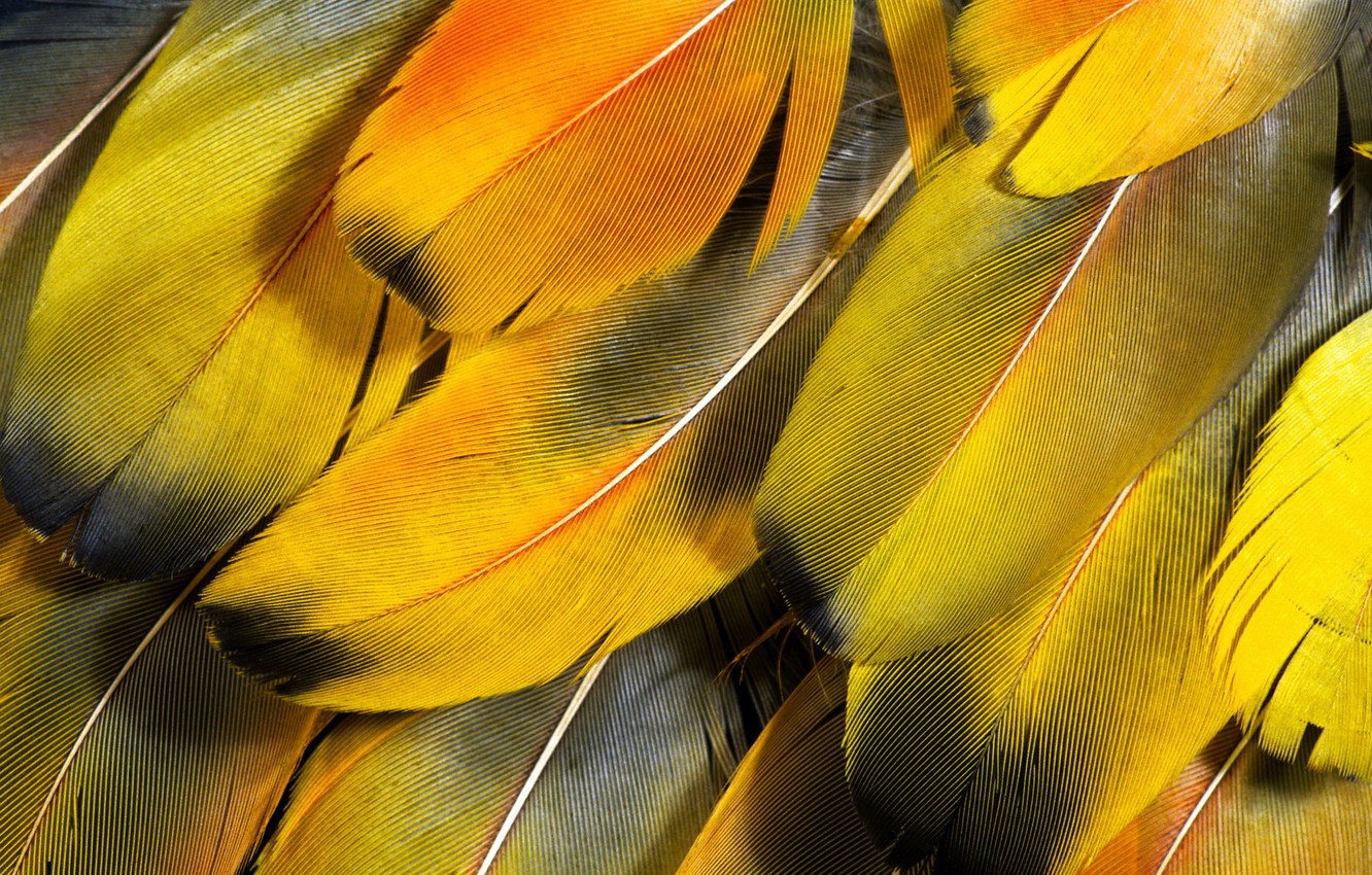 Photo Wallpaper Macro, Feathers, Wallpapers, - Yellow Feathers Iphone - HD Wallpaper 