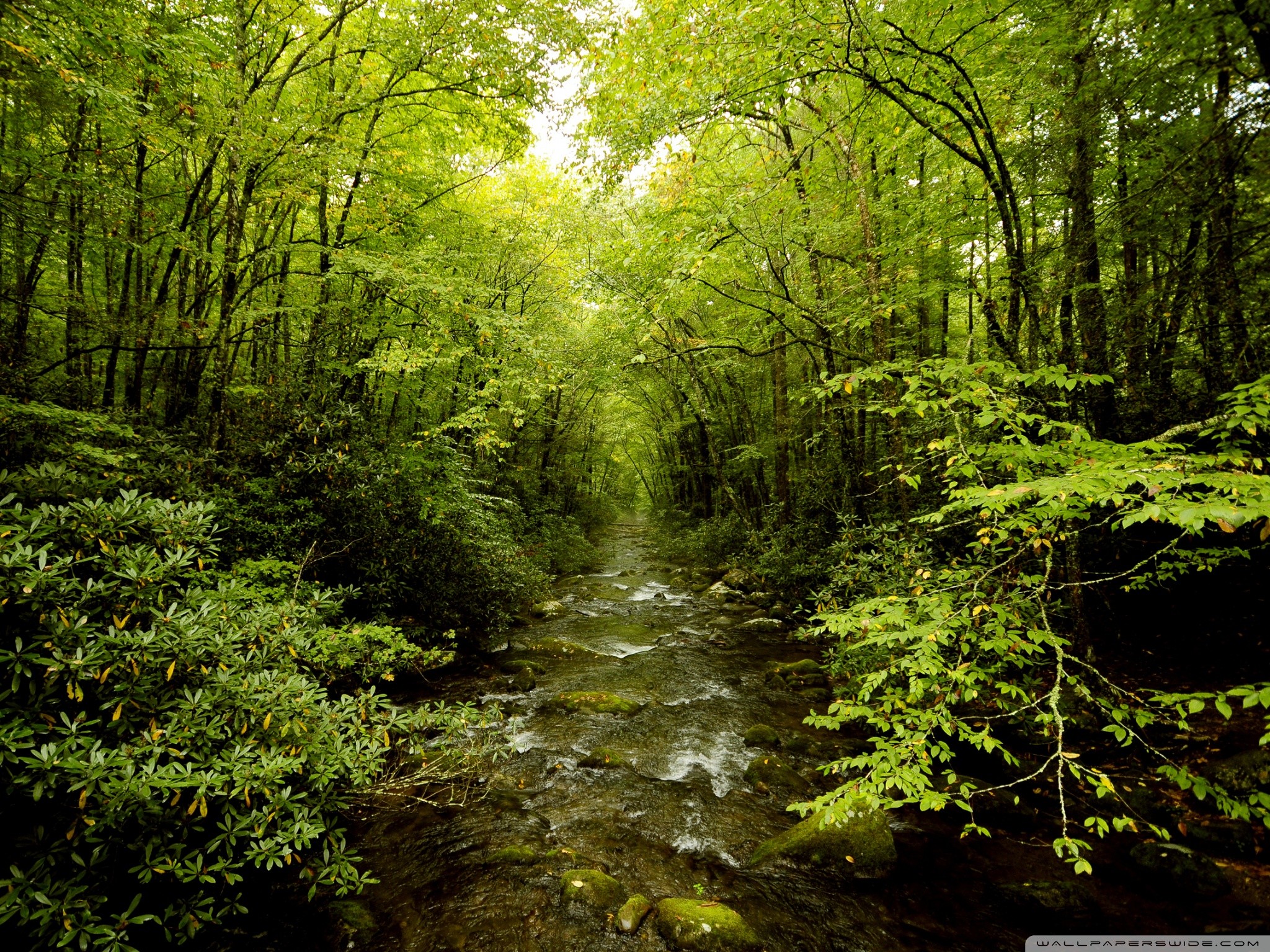 Beautiful Forest Wallpapers 
 Data-src - Fondo De Bosque Verde - HD Wallpaper 