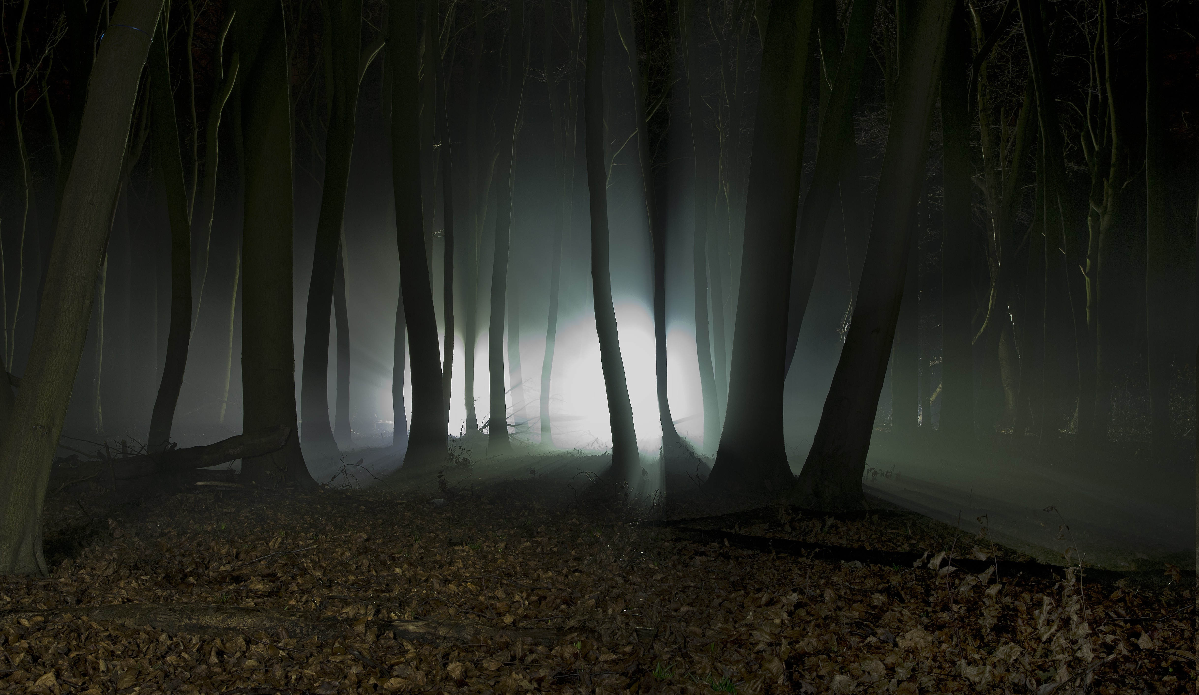 Nature, Landscape, Trees, Forest, Mist, Night, Leaves, - Forest At Night Hd - HD Wallpaper 
