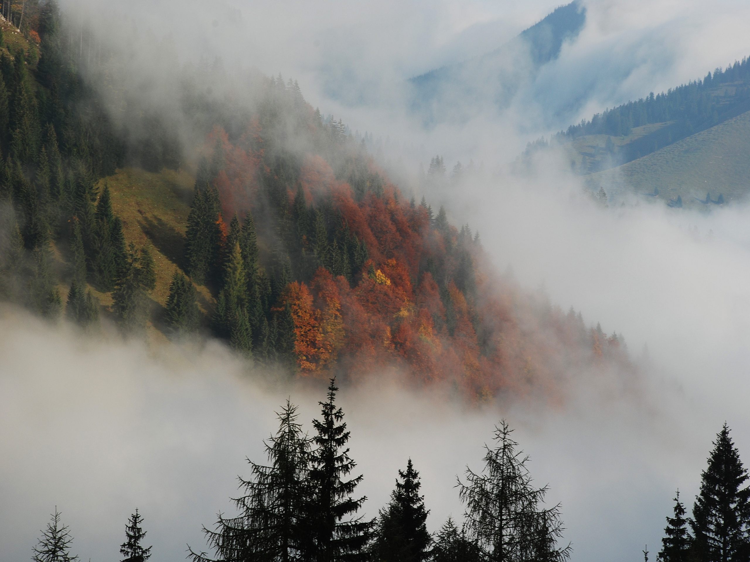 Mountain Forest In Fog - HD Wallpaper 