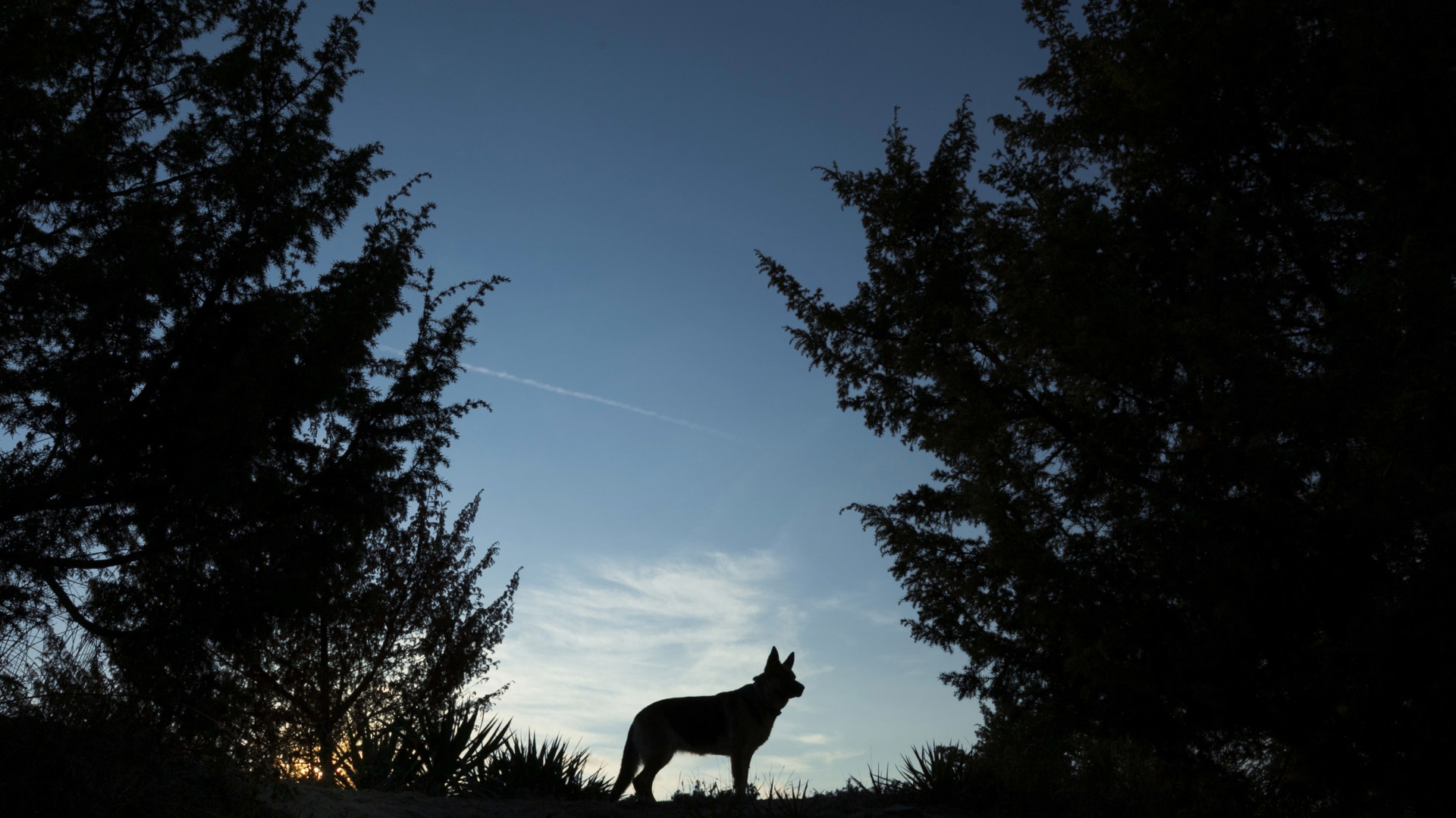 Wolf In Forest At Night - HD Wallpaper 