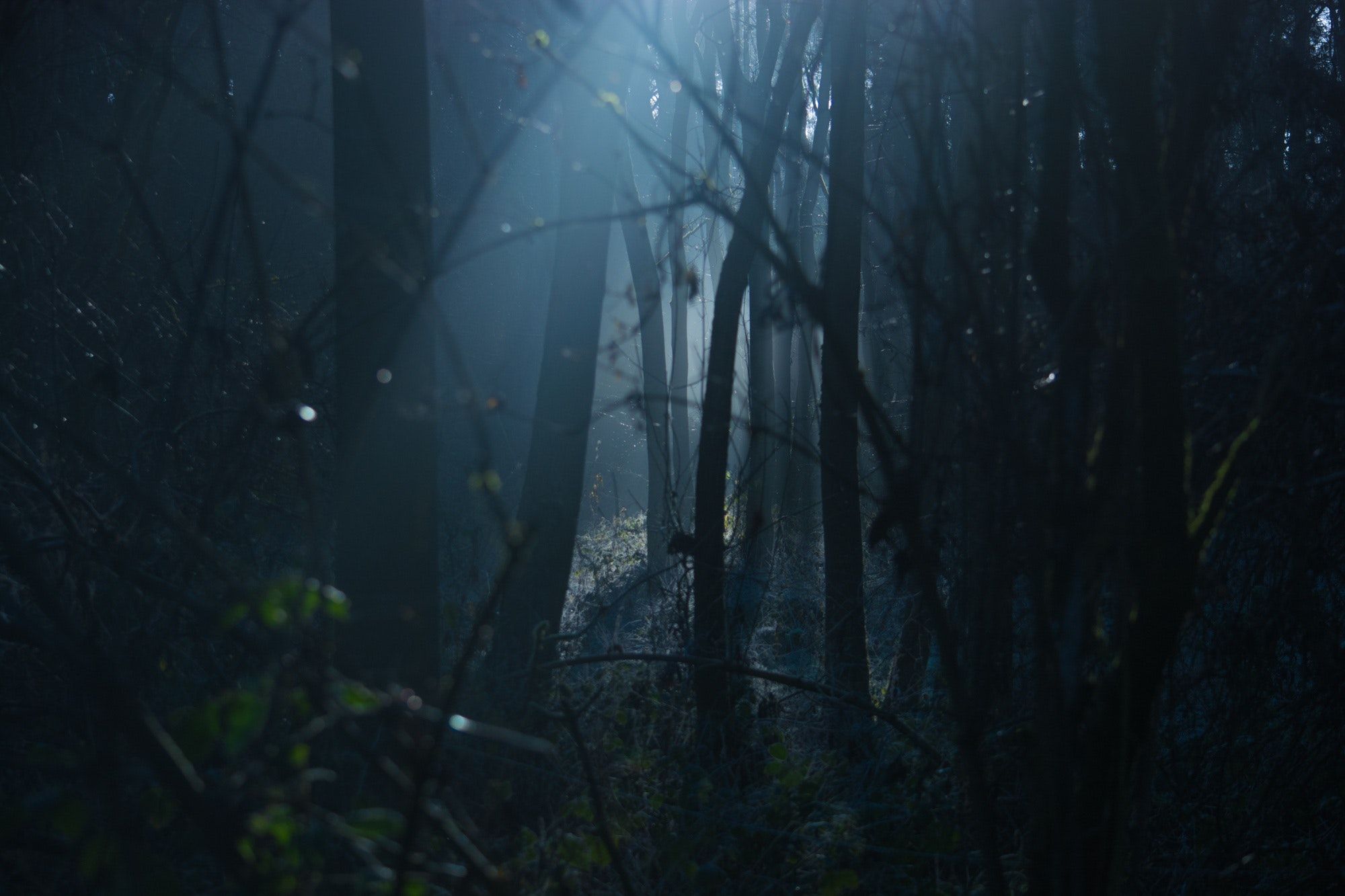 Scary Deep Dark Forest Pictures 
width 240 
height - Dark Forest - HD Wallpaper 