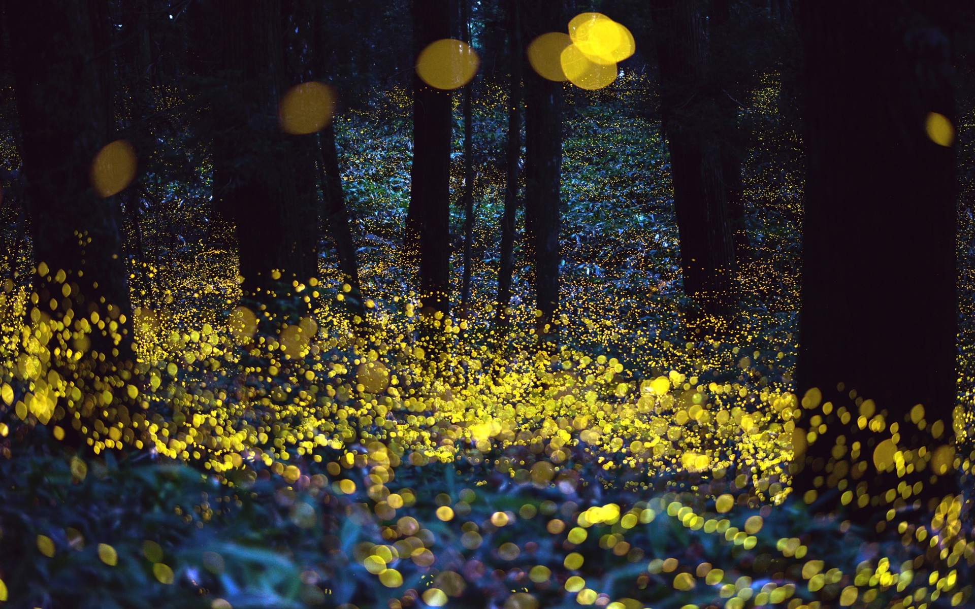 Wallpaper Beautiful Forest, Glare Circles, Night - Fireflies Malaysia - HD Wallpaper 
