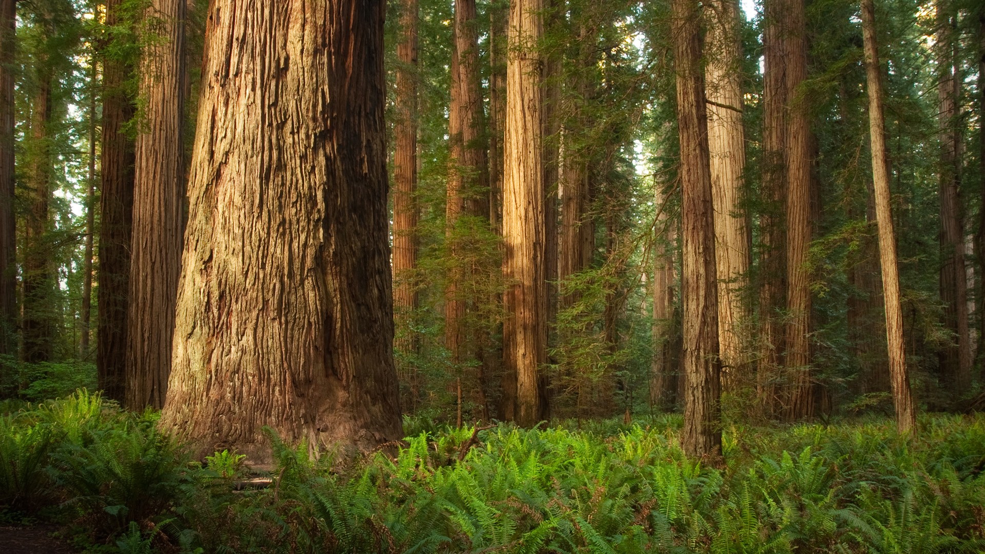 Stout Grove - HD Wallpaper 