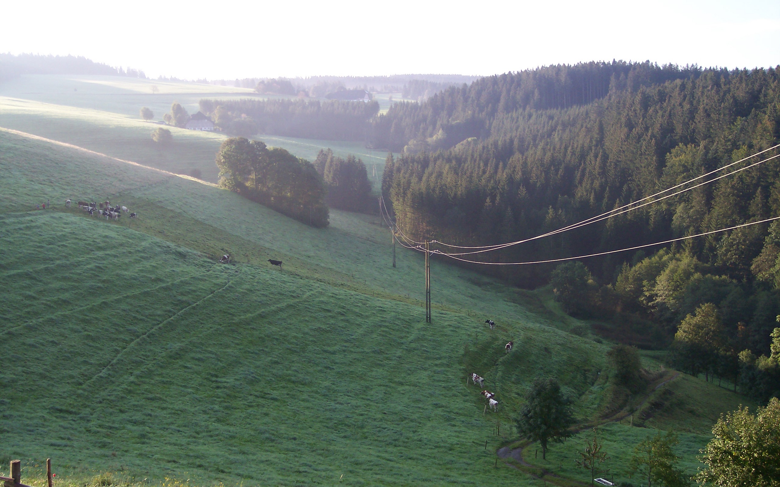 Desktop Backgrounds Black Forest Germany - 2560x1600 Wallpaper Desktop Backgrounds Black Forest Germany - 2560x1600 Wallpaper