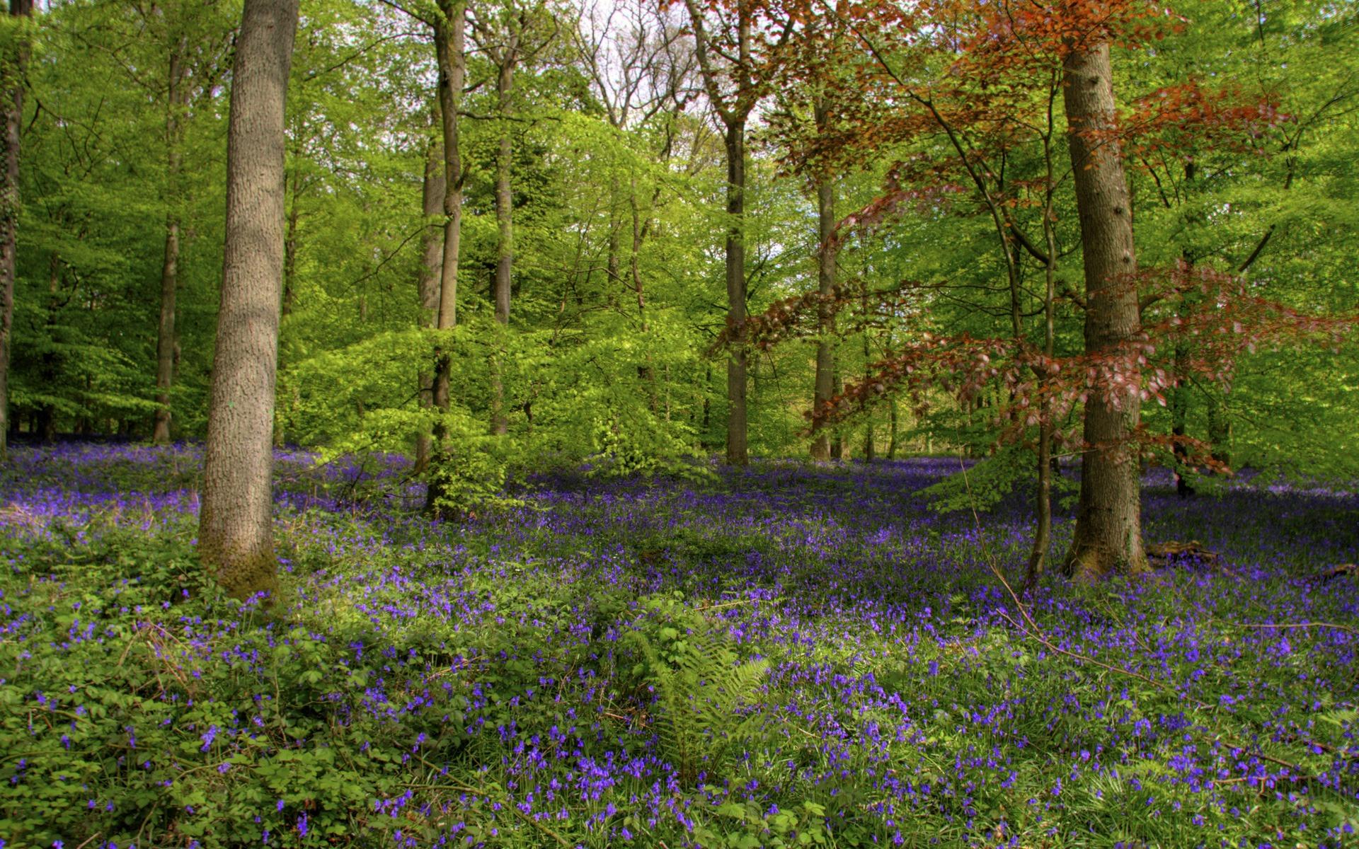 Bluebells In A Beautiful Forest - Forest Of Dean Woodland - HD Wallpaper 