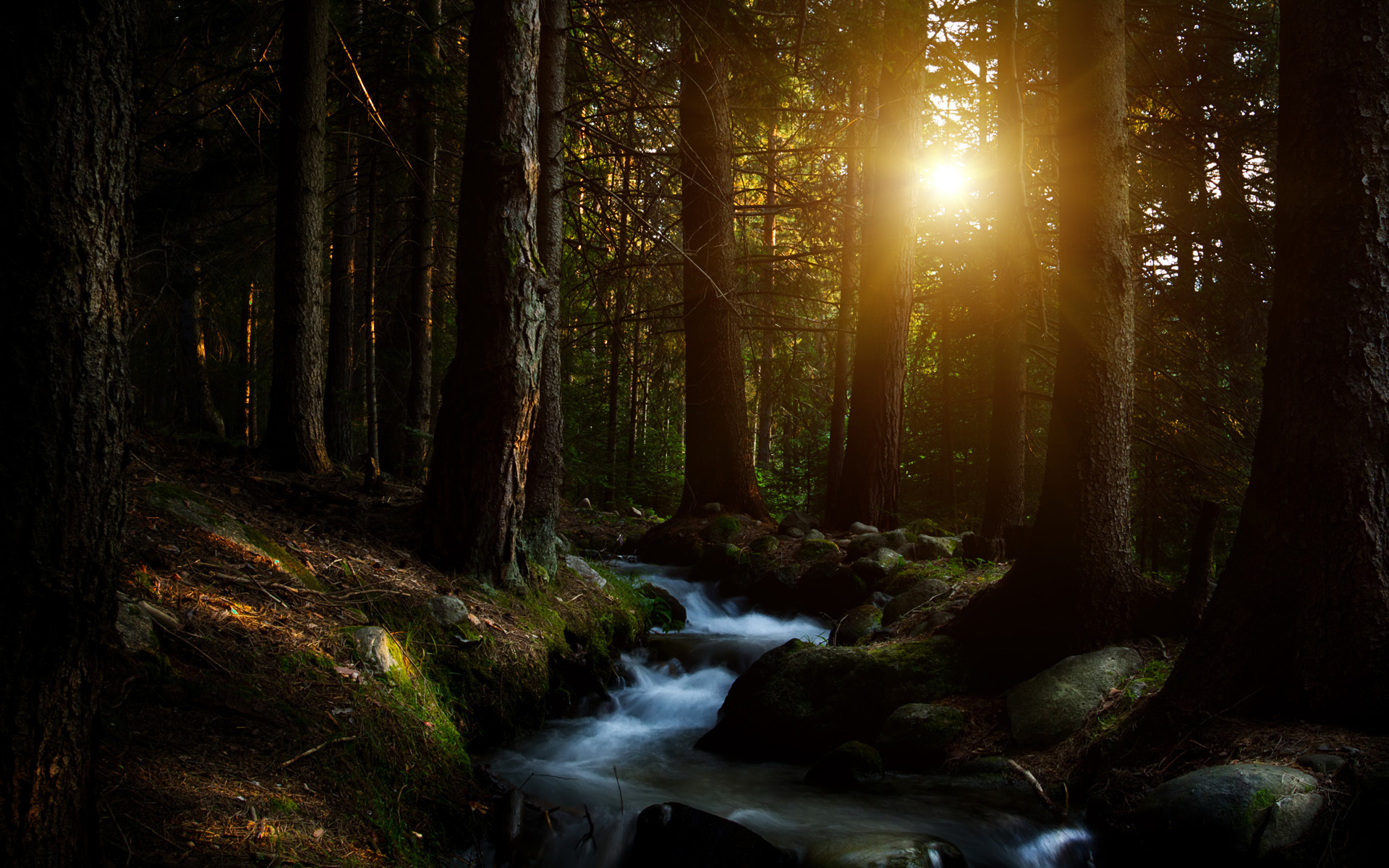Widescreen S - Beautiful Dark Forest Background Hd - HD Wallpaper 