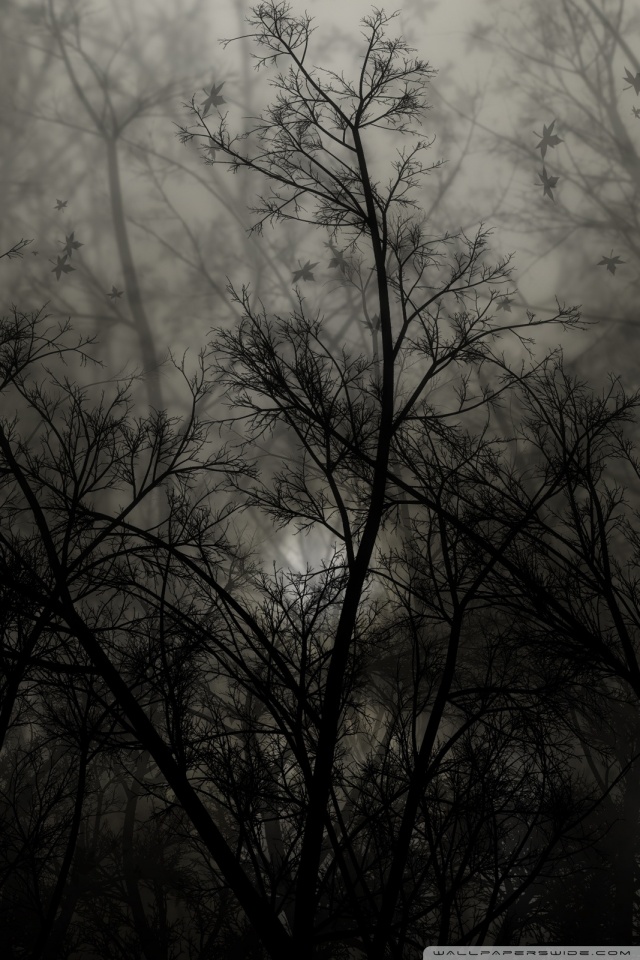 Dark Forest Wallpaper For Mobile - HD Wallpaper 