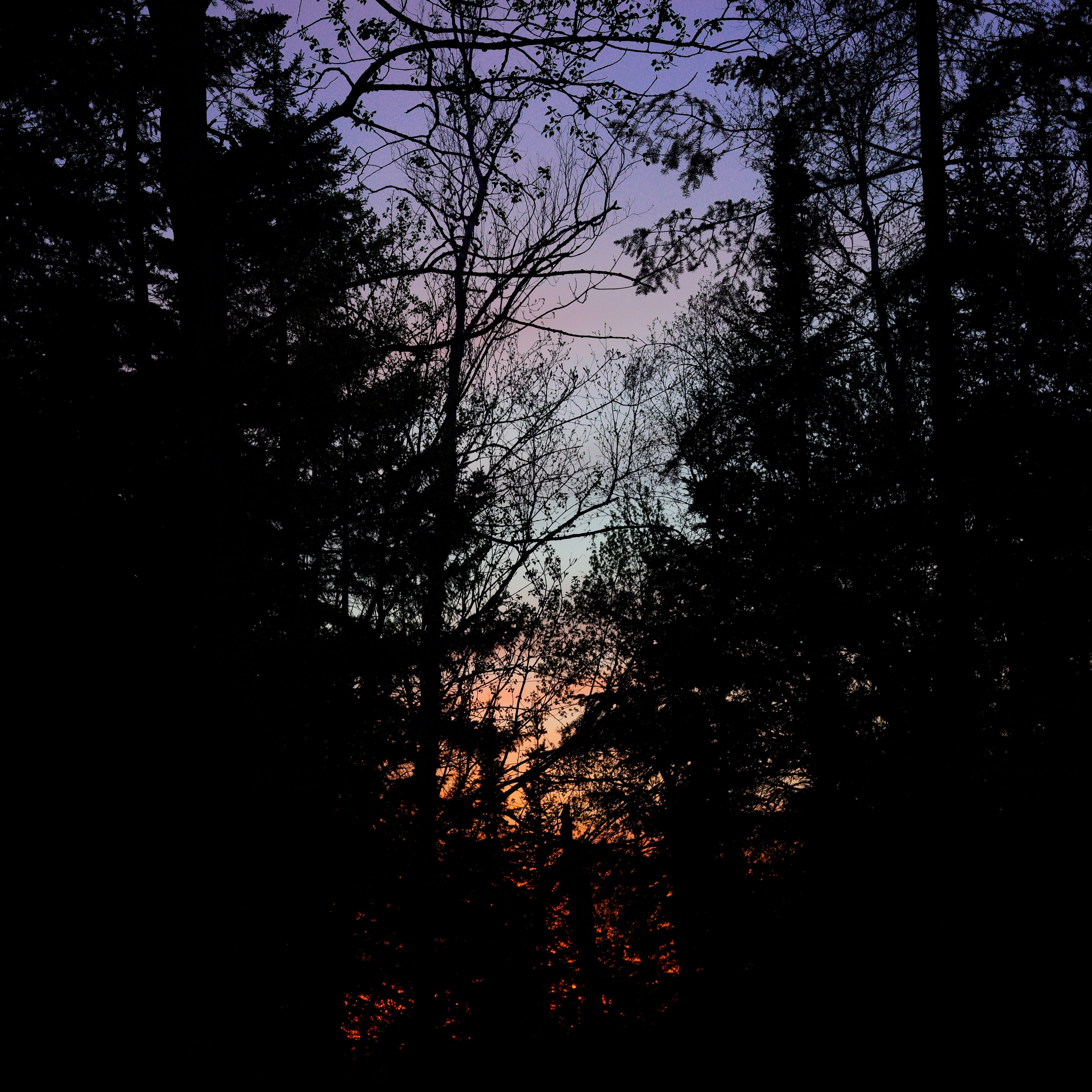 Wallpaper Trees, Branches, Sunset, Dark, Forest - Sun Set In A Dark Forest - HD Wallpaper 