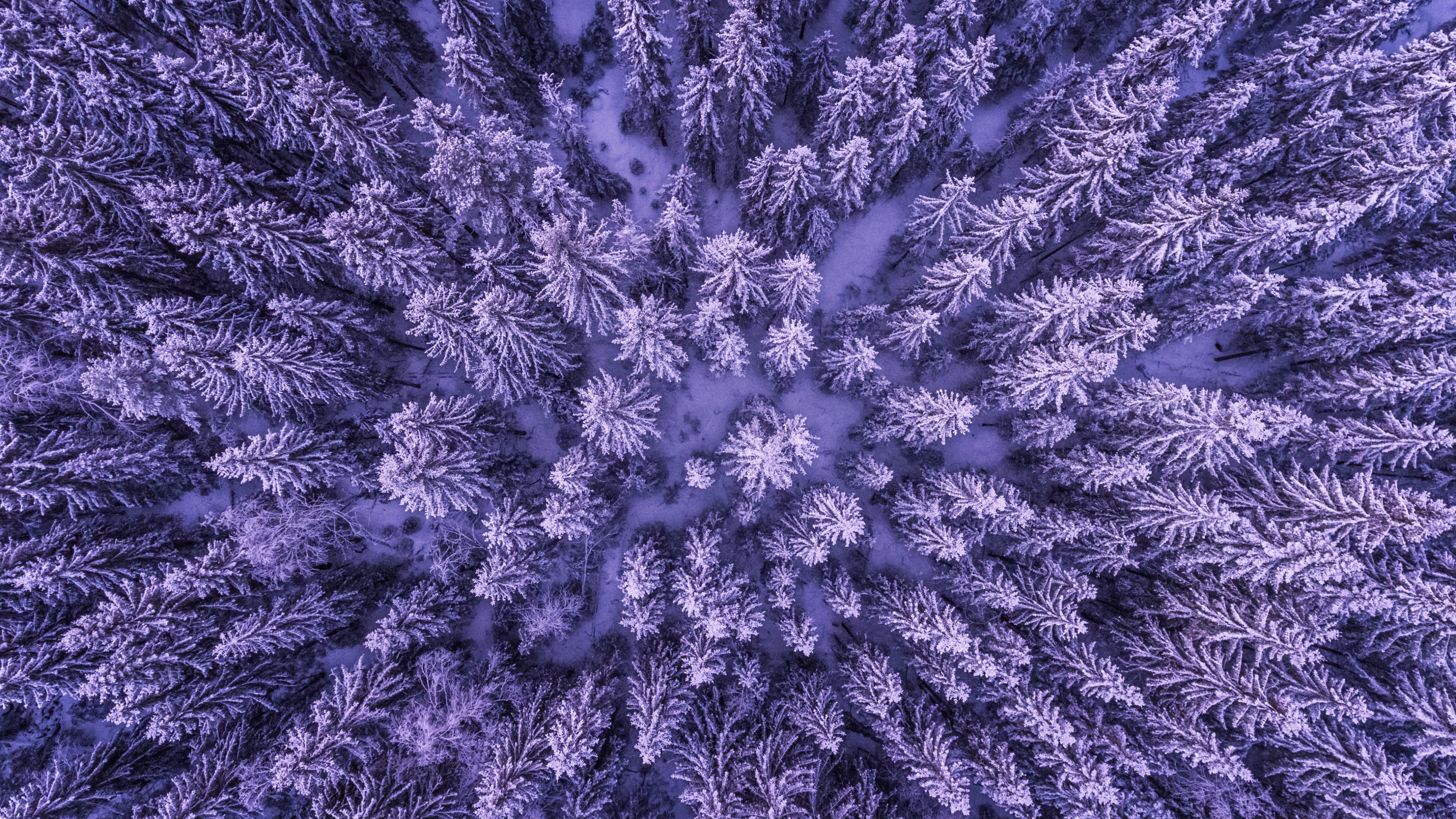 Best Forest Wallpaper - HD Wallpaper 