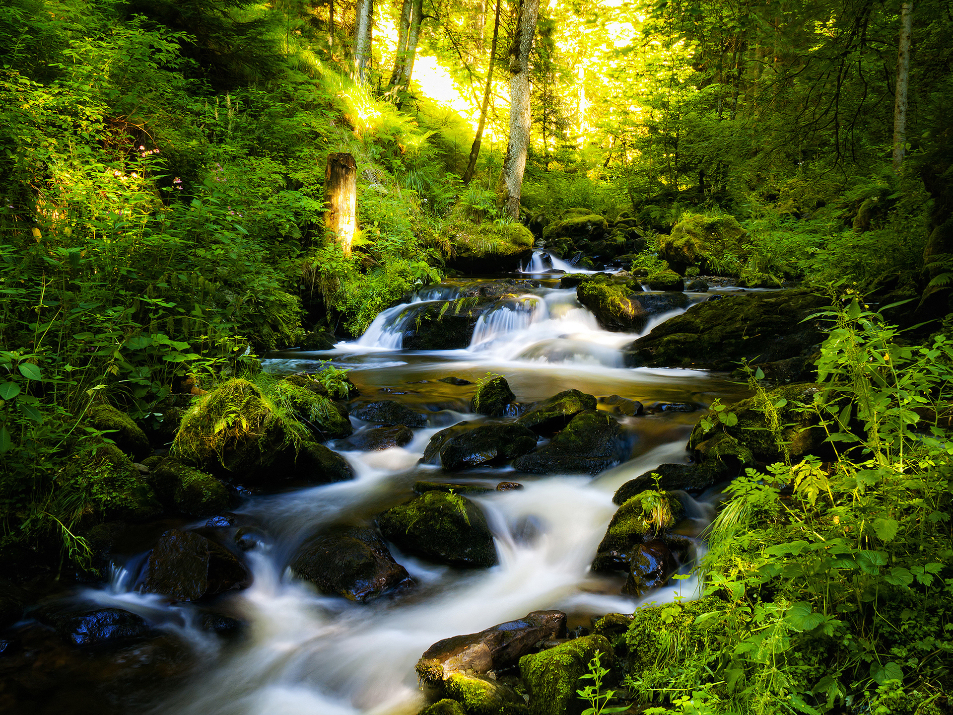 Forest - HD Wallpaper 