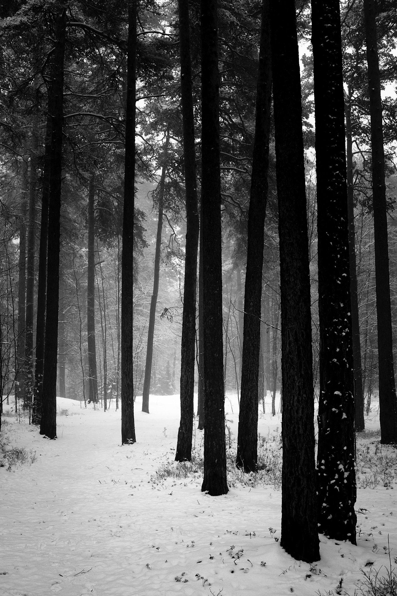 Black And White Forest Pictures With Snow - HD Wallpaper 