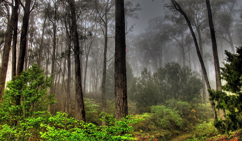 Deep Forest In India - HD Wallpaper 