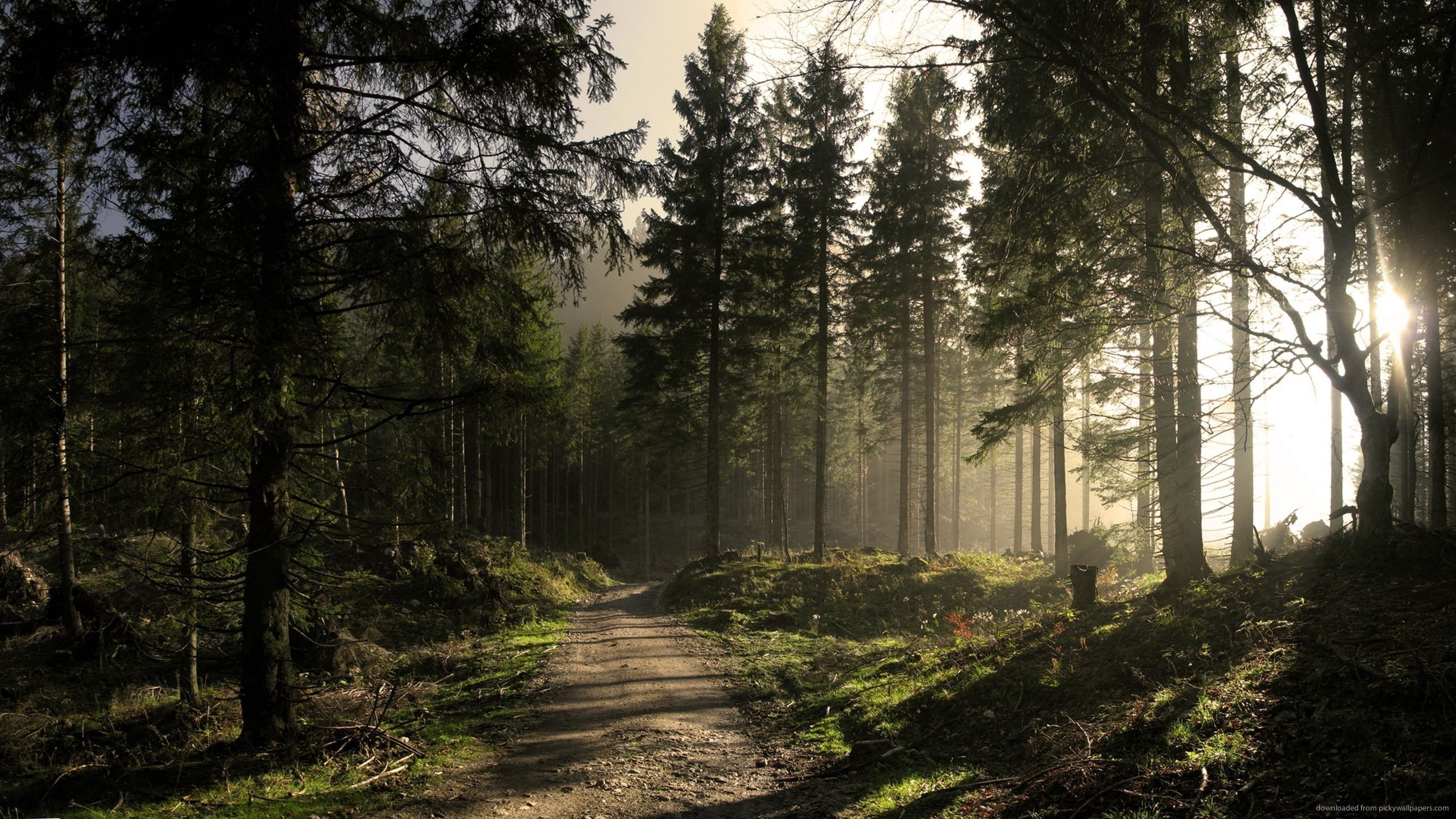 Pine Tree - HD Wallpaper 