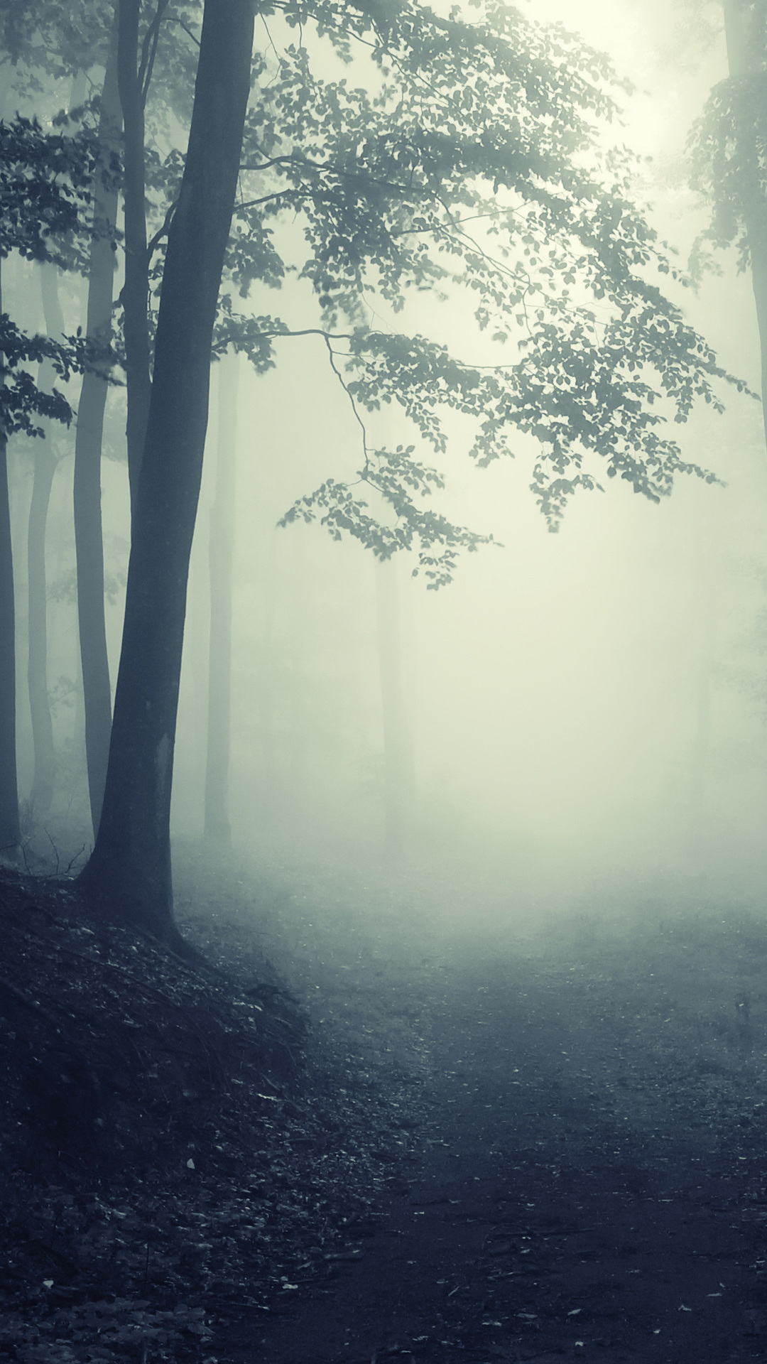 Nature, Landscape, Creepy, Deep, Forest, Road, Misty, - Let's Sit Crooked And Talk Straight - HD Wallpaper 