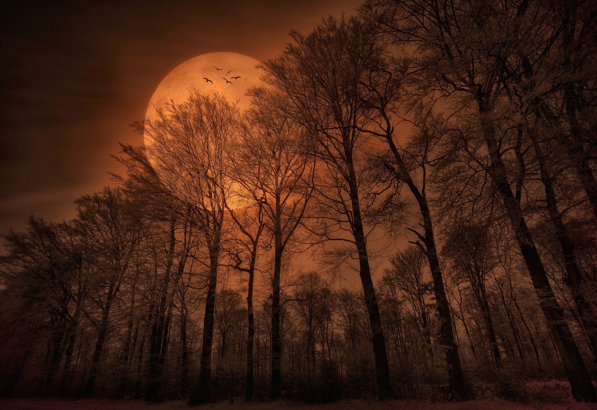 Night Evening Twilight Fog Dawn Tree Landscape Mist - Kringle Candle Halloween 2019 - HD Wallpaper 
