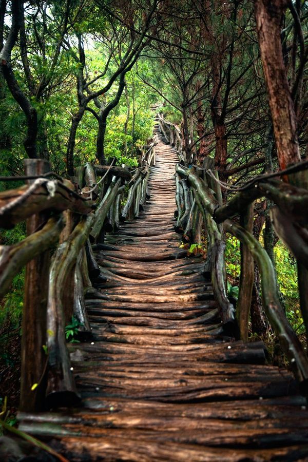 Forest Wallpaper Hd For Phone - HD Wallpaper 