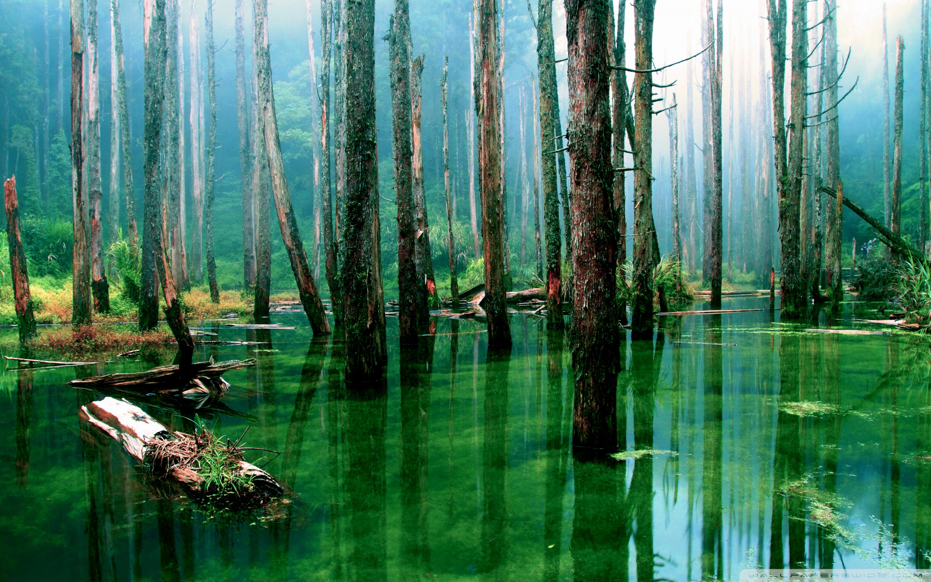Flooded Forest Wallpaper - Amazonas Wallpaper Hd - HD Wallpaper 